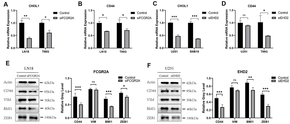 The relative expression of GBM mesenchymal markers and MES protein markers after FCGR2A or EHD2 silencing. (A, B) The relative mRNA expression of CHI3L1 and CD44 after silencing FCGR2A. (C, D) The relative mRNA expression of CHI3L1 and CD44 after silencing EHD2. (E) The western blot analysis of CD44, BMI1, VIM and ZEB1 protein markers after silencing FCGR2A. (F) The western blot analysis of CD44, BMI1, VIM and ZEB1 protein markers after silencing EHD2. Ns: no significance; *P