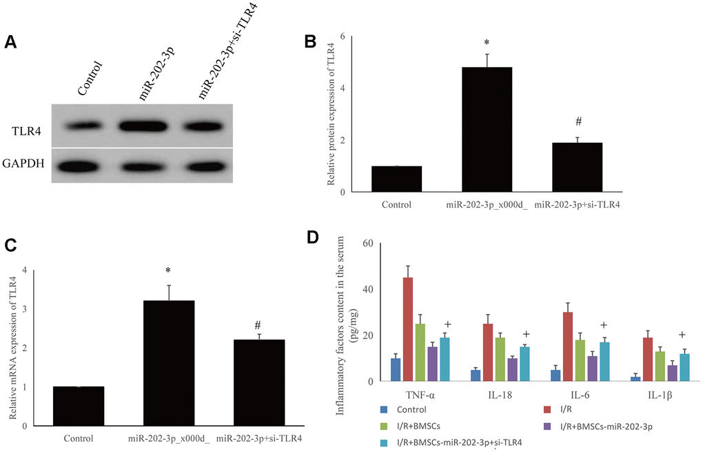Detection of possible targeting molecules in vitro. (A–C) Overexpression of miR-202-3p could increase TLR4 expression, while si-TLR4 could reduce TLR4 expression. (D) si-TLR4 could reverse the effect of overexpression of miR-202-3p on the content of inflammatory factors in the supernatant of SH-SY5Y cells. (*compared with control, #compared with miR-202-3p, +compared with I/R + BMSCs-miR-202-3p, p
