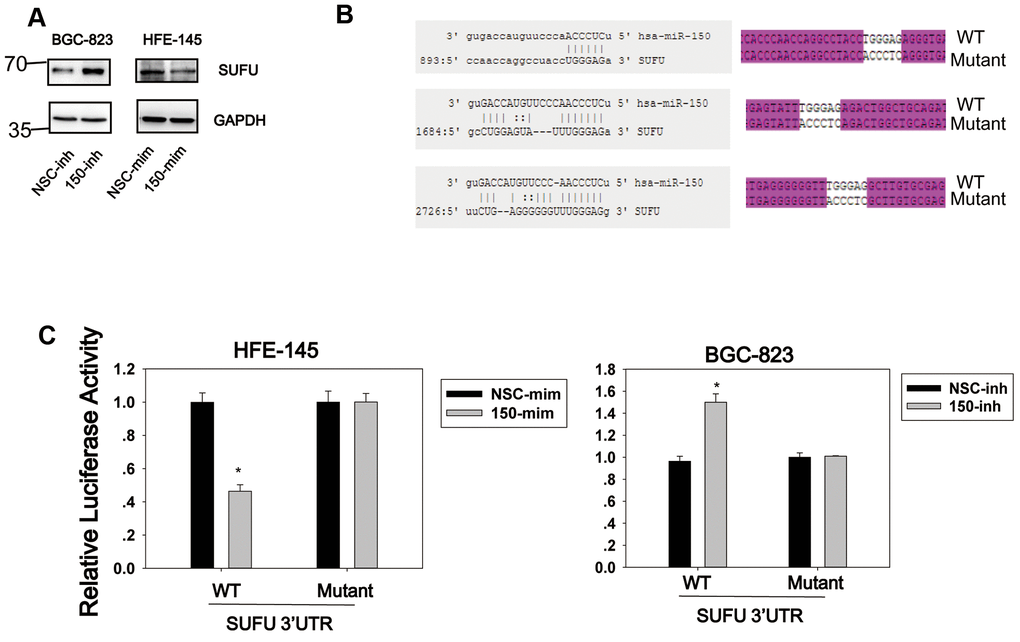 SUFU is targeted by miRNA-150. (A) The regulation of SUFU by miRNA-150 was verified in HFE-145 and BGC-823 cells by western blotting. (B) The binding sites of miRNA-150 on the 3′UTR of SUFU mRNA were predicted. The sequencing result of a vector containing three mutated miRNA-150 binding sites is shown. (C) A SUFU 3′UTR luciferase reporter assay was performed in BGC-823 and HFE-145 cells co-transfected with miRNA-150 inhibitors or mimics, respectively, and the SUFU 3′UTR-WT or SUFU 3′UTR-MT reporter.