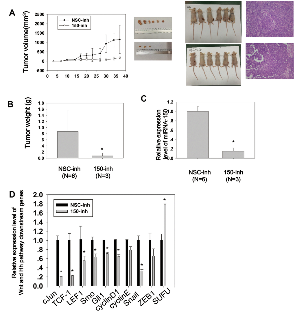 MiRNA-150 promotes tumor growth and activates Wnt and Hh signaling in vivo. (A) Tumor growth curves of volumes measured twice weekly after the injection of miRNA-150 inhibitors. Images of xenograft tumors and nude mice (N=6) and H&E stainings are shown. (B) Tumor weights after resection from nude mice. (C, D) The expression levels of miRNA-150 and Hh and Wnt downstream genes were reduced in vivo in tumors treated with miRNA-150 inhibitors. The expression of SUFU was increased in tumors treated with miRNA-150 inhibitors (NSC=6 tumors, 150-inh=3 tumors). Student’s t-test was performed. *p
