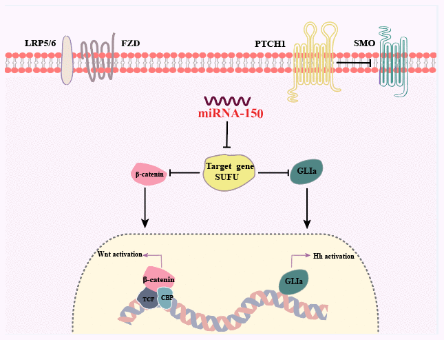 Summary of the findings. Dual activation of the Hh and Wnt/β-catenin signaling pathways is induced by miRNA-150 via the downregulation of SUFU expression in human GC.