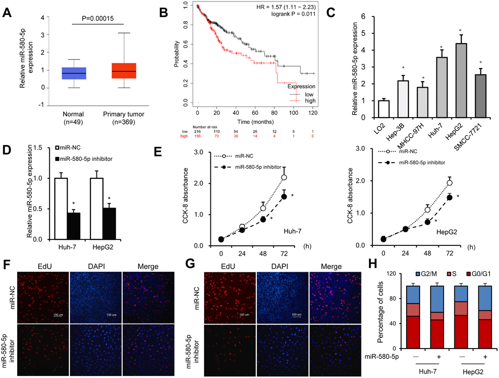 miR-580-5p was overexpressed in HCC tumor tissues and cell lines. (A) miR-580-5p levels in 49 normal and 369 primary HCC tissues. (B) Kaplan–Meier survival curve of patients in low- and high-expression miR-580-5p groups. (C) miR-580-5p levels in five HCC cell lines and LO2 cells were examined by RT-PCR. Huh-7 and HepG2 cells were transfected with miR-580-5p NC or mimic for 48 h. (D) The miR-580-5p levels were examined with RT-qPCR. (E) Cell viability was detected using the CCK-8 assay. (F and G) EdU assays were used to detect the DNA synthesis in Huh-7 and HepG2 cells. (H) Cell cycle was detected using flow cytometry assays. Data are presented as mean ± standard error. *, P 
