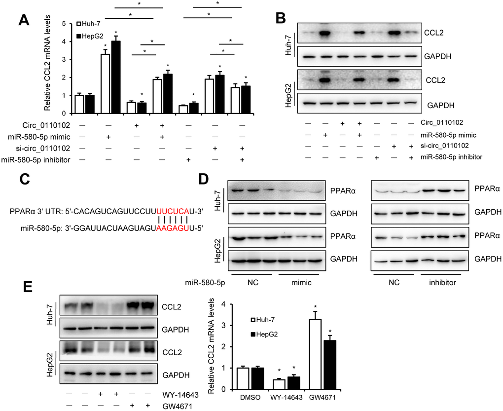 miR-580-5p up-regulate the CCL2 expression by decrease the expression of PPARα. (A and B) Huh-7 and HepG2 cells were co-transfected with miR-580-5p mimic or inhibitor and hsa