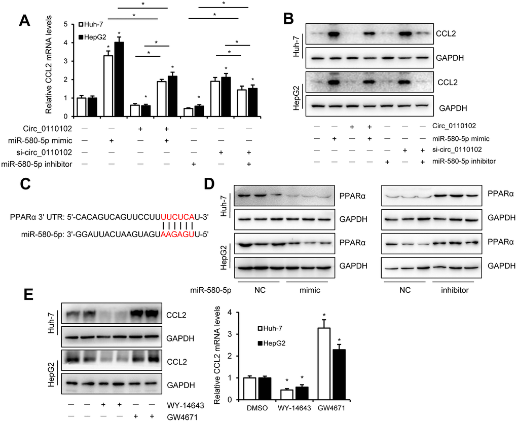 CircRNA hsa_circ_0110102 inhibited macrophage activation and 