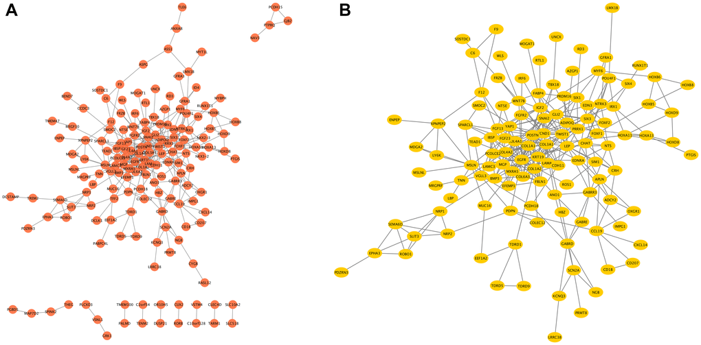 The PPI network of COMMD7-related DEGs and the most significant module. (A) The PPI network of DEGs was constructed using Cytoscape. (B) The most significant module was obtained from PPI network with 42 nodes and 150 edges.