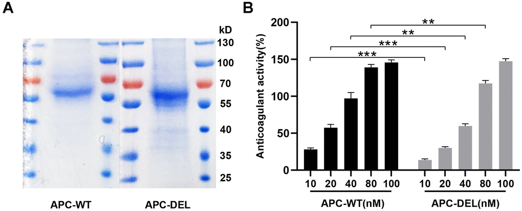 Characterization of wild and mutant APC. (A) SDS-PAGE and Coomassie staining of APC-WT and APC-DEL protein samples were performed under non-reducing conditions. (B) Anticoagulant activities of increasing concentrations of APC-WT and APC-DEL. Differences between wild and mutant APC at the same concentration were evaluated (*P P P 