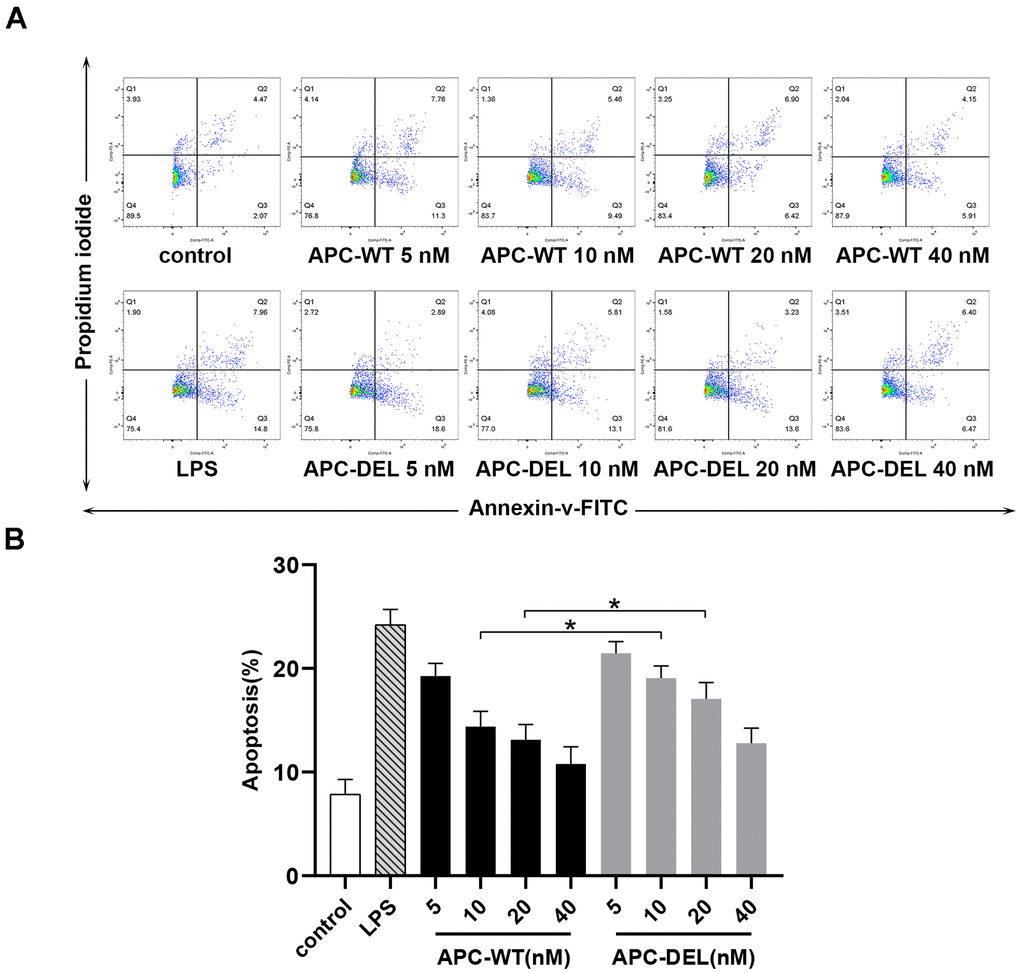 Cytoprotective effects of APC derivatives in response to staurosporine-induced apoptosis. (A) The anti-apoptotic activity of APC-WT and APC-DEL in HUVECs in response to staurosporine was evaluated using the Annexin V–FITC apoptosis detection kit. The everted phosphatidylserine in cell membranes, probed by Annexin V labeled with FITC, reflected early apoptosis (Q2), whereas the exposed cell nuclei, probed by propidium iodide, reflected middle and late apoptosis (Q3). The total apoptosis rate was equal to Q2 plus Q3. (B) Statistical analysis of data derived from three independent measurements shown in (A).