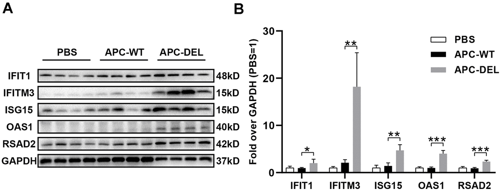 Anti-viral effects of APC derivatives. (A) Western blot analysis of IFIT1, IFITM3, ISG15, OAS1 and RSAD2 antigens in mice lung tissues (n = 4 for each group) after multiple injections with PBS, APC-WT, or APC-DEL. GAPDH antigen was used as the internal control. (B) The intensity value of each band was analyzed using the Image Lab software. The significance level was set at *P P P 