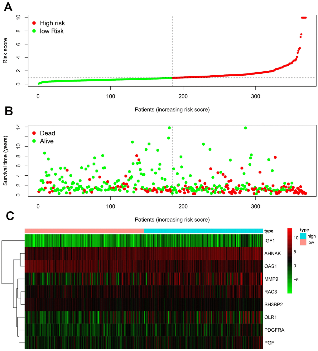Development of the IRGPI. (A) Distribution of patients with high-risk scores (red color) and low-risk scores (green color); (B) survival status of patients with BLCA (red dots stand for the deceased patients and the green dots stand for the survivors); (C) heatmap of the nine survival-associated IRGs expression profiles.