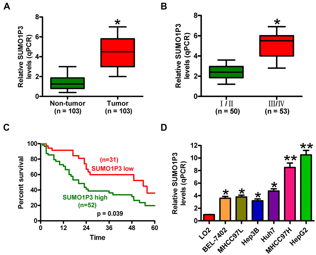 SUMO1P3 was upregulated in HCC tissues and cell lines and associated with poor survival in HCC patients. (A) qPCR assay was performed to detect SUMO1P3 expression in 103 pairs of HCC tissues and adjacent noncancerous tissues. GAPDH was used as the endogenous control. (B) Association between SUMO1P3 differential expression and TNM stage. The SUMO1P3 expression was normalized to GAPDH. (C) Kaplan–Meier curves and log-rank test for the 5-year survival rate of HCC patients with high (n=51) or low (n=32) expression of SUMO1P3. (D) qPCR analyses of SUMO1P3 expression in HCC cell lines (BEL-7402, MHCC97L, Hep3B, Huh7, MHCC97H, and HepG2) and the normal hepatocyte cell line LO2. GAPDH was used as the endogenous control. All data are represented as the mean ± SD of three replicates. *P 