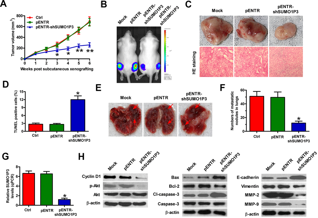 SUMO1P3 depletion impeded HCC growth and metastasis in vivo. Four-week-old male SCID mice were inoculated subcutaneously into the hind flanks or injected via tail vein with MHCC97H-luc cells with stably expressing shNC or shSUMO1P3-2. (A) Tumor volumes were monitored and calculated every week for 6 weeks. (B) Representative images of the mice (Mock and pENTR (n=10), or pENTR-shSUMO1P3 and pENTR-shSUMO1P3 (n=10)) photographed with an IVIS Imaging System at days 14 after inoculation. (C) Representative general photographs and HE staining assay of the harvested primary tumors at 6 weeks after subcutaneous xenografting. 100 × magnification in HE sections. (D) TUNEL assay was carried out to determine cell apoptosis in the tumor tissues of the xenografts. The percentage of TUNEL-positive cells was calculated. (E, F) At 8 weeks after injection through the tail vein, the lungs were harvested and photographed, and the numbers of pulmonary metastatic nodules was counted. (G) SUMO1P3 expression in tumor tissues was measured via qPCR assay. GAPDH was used as the endogenous control. (H) Representative results of Western blot analyses of cyclin D1, p-Akt, Akt, Bax, Bcl-2, cl-caspase-3, caspase-3, E-cadherin, vimentin, MMP-2, and MMP-9 in tumor tissues. β-actin was used as endogenous control. All data are represented as the mean ± SD of three replicates. *P 