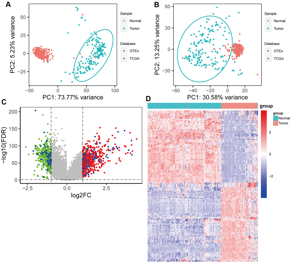 Identification of resistance-related differentially expressed genes (RRDEGs) in pancreatic cancer. (A) Principle component analysis (PCA) plot of the data merged from The Cancer Genome Atlas (TCGA) and Genotype-Tissue Expression (GTEx) datasets before removing the batch effect. (B) PCA plot of the data merged from TCGA and GTEx datasets after removing the batch effect. (C) Volcano plot of DEGs between tumor tissues and normal tissues. The red and green points are DEGs, and RRDEGs are plotted with blue points. The lines were drawn where the absolute value of log2FC is equal to 1 and FDR is equal to 0.05. (D) Heatmap showing the expression of RRDEGs.