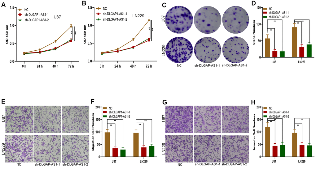 Silencing DLGAP1-AS1 inhibited proliferation, migration and invasion in glioma cells. (A, B) CCK-8 assays showed the proliferative capacity of the glioma cell lines transfected with NC, sh-DLGAP1-AS1-1 or sh-DLGAP1-AS1-2. (C, D) Clone formation assays showed the proliferative capacity of the glioma cell lines transfected with NC, sh-DLGAP1-AS1-1 or sh-DLGAP1-AS1-2. (E, F) Transwell assays showed the migratory capacity of the glioma cell lines transfected with NC, sh-DLGAP1-AS1-1 or sh-DLGAP1-AS1-2. (G, H) Transwell assays showing the invasive capacity of the glioma cell lines transfected with NC, sh-DLGAP1-AS1-1 or sh-DLGAP1-AS1-2. *p 