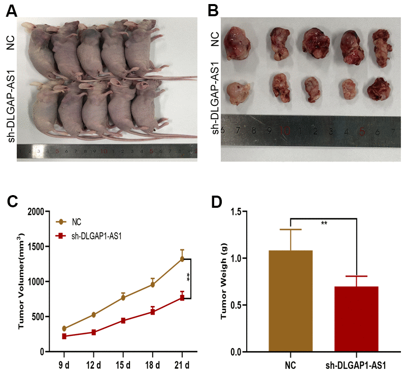 DLGAP1-AS1 promoted glioma growth in vivo. (A, B) Tumour formation in nude mice. (C, D) Silencing of DLGAP1-AS1 led to a reduction in tumour growth (including volume and weight) in nude mice compared to that in the control group. *p 