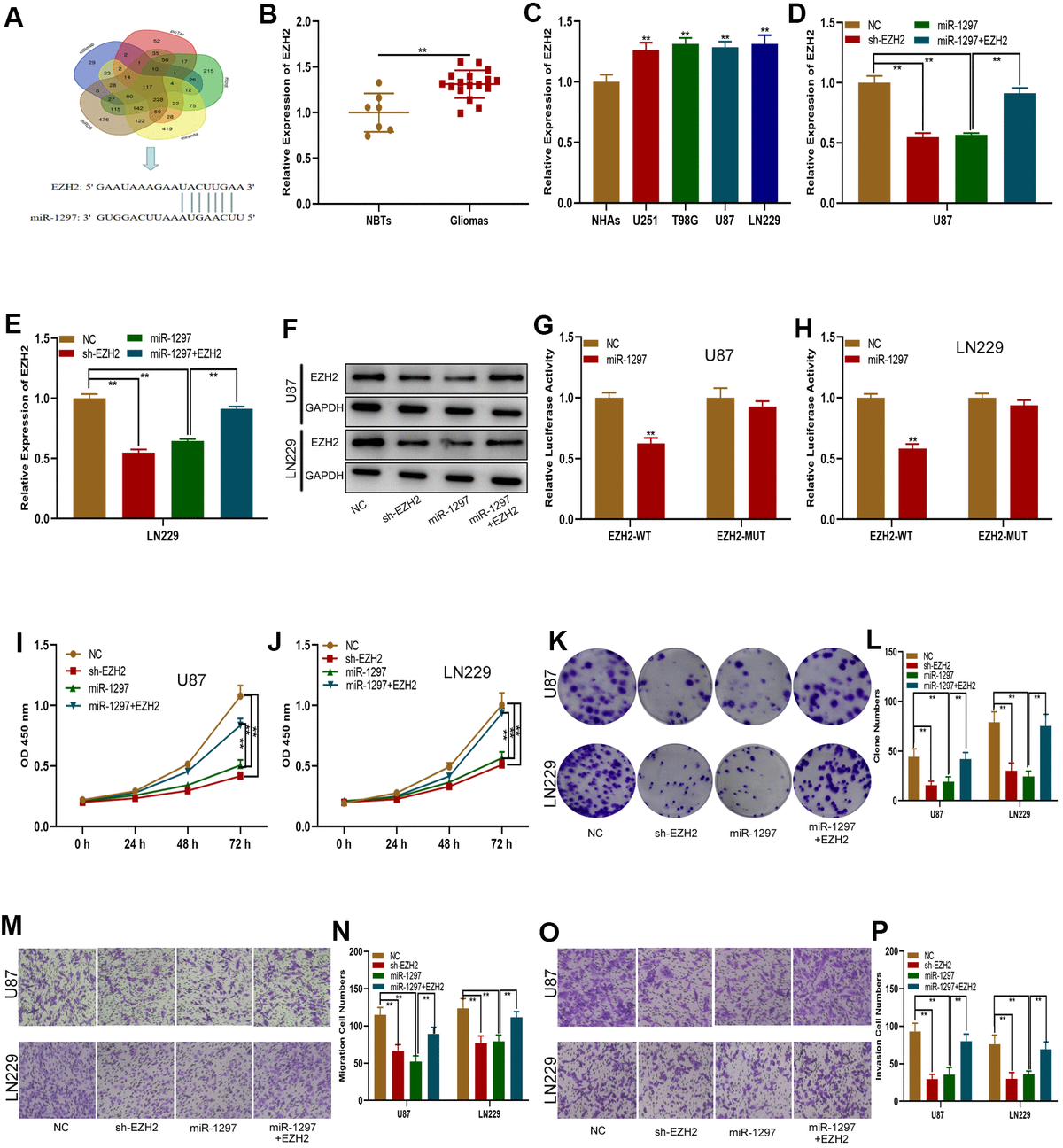 Long Noncoding RNA DLGAP1-AS1 Promotes The Progression Of Glioma By ...