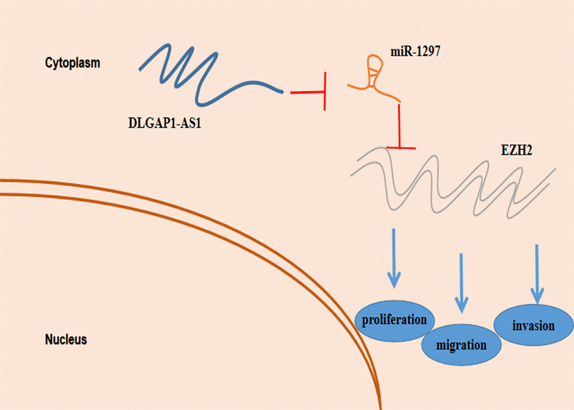 Schematic model depicting the function of ZFAS1 in proliferation, migration and invasion and reduced resistance to temozolomide in glioma.