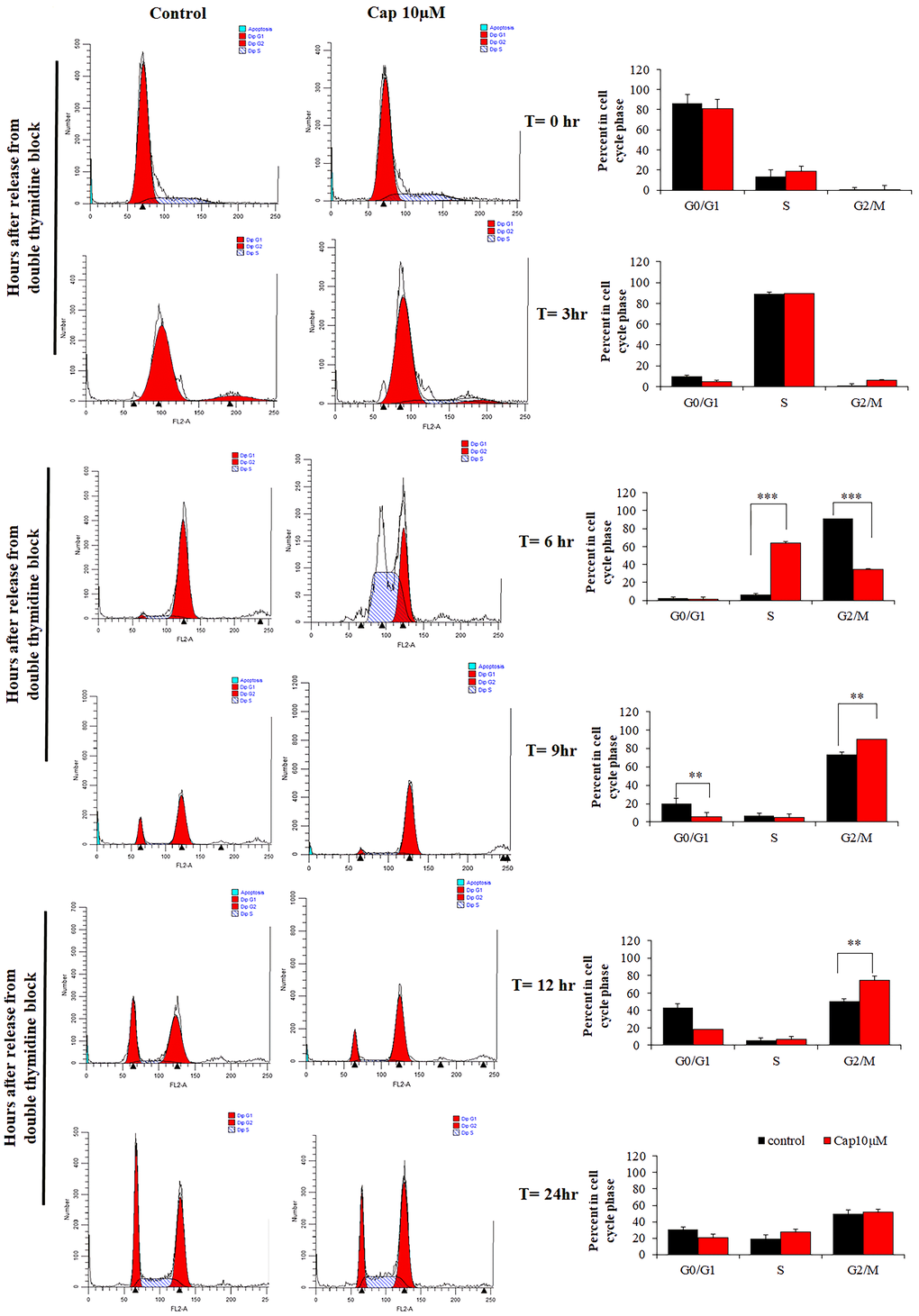 Capsanthin delays cell-cycle progression in MDA-MB-231 cells. MDA-MB-231 cells synchronized at G1/S were treated with 10 μM capsanthin for 0, 3, 6, 9, 12 or 24 h, after which their cell-cycle stage was assessed by flow cytometry. *P **P ***P 
