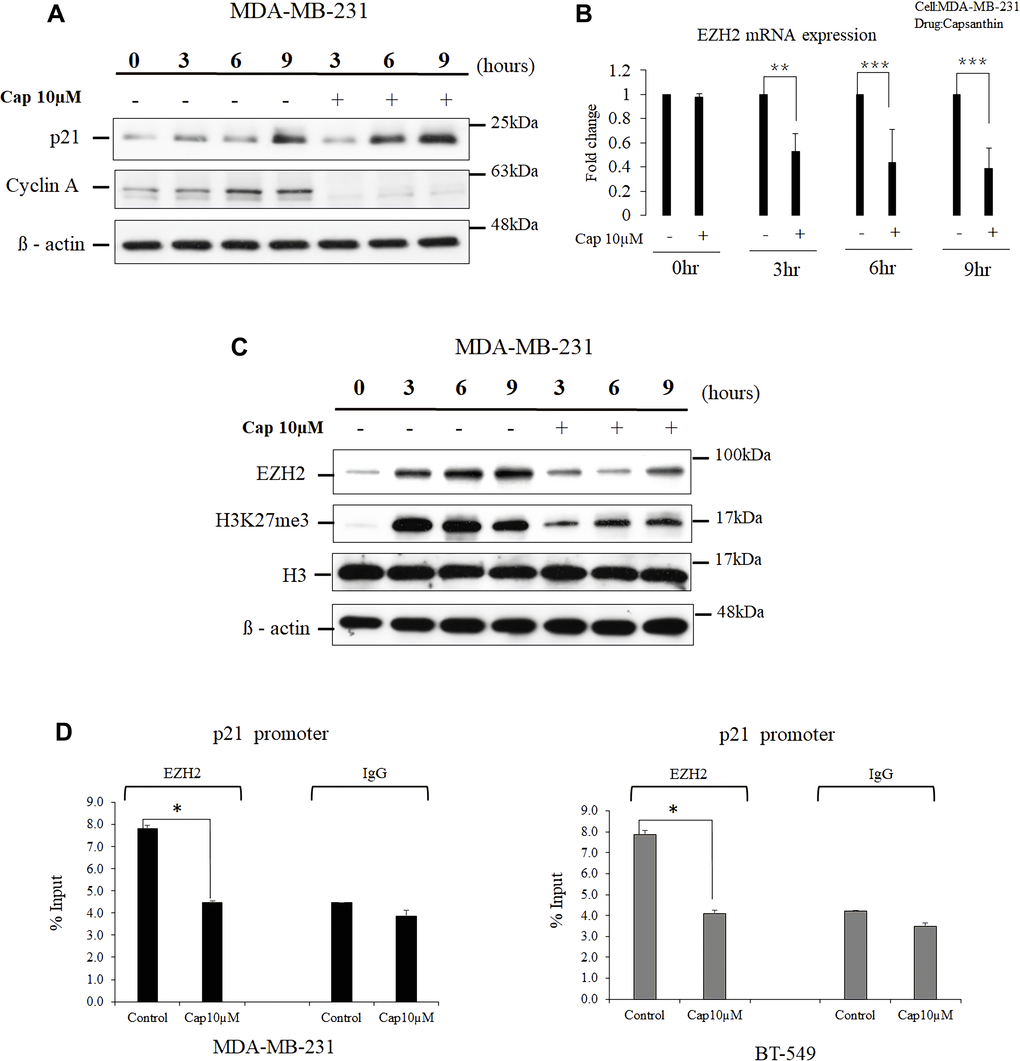 Capsanthin decreases cellular EZH2 and suppresses the binding of p21 promoter by EZH2 in TNBC cells. (A) Proteins were extracted from synchronized MDA-MB-231 cells at various times after treatment with 10 μM capsanthin for 0, 3, 6, 9, 12 or 24 h and then cell cycle–related proteins were analyzed with western blotting. (B) Synchronized MDA-MB-231 cells were treated with 10 μM capsanthin for 0, 3, 6, or 9 h, and qPCR was carried out to assess the cellular level of EZH2 mRNA. *P **P ***P C) MDA-MB-231 cells were treated as described for panel A, and then proteins were extracted from the cells and subjected to western blotting for EZH2 and H3K27me3. (D) MDA-MB-231 and BT-549 with capsanthin downregulates EZH2 level and upregulates the p21 promoter. Capsanthin-treated cells were subjected to qChIP to assess the activation of the p21 promoter. *P 