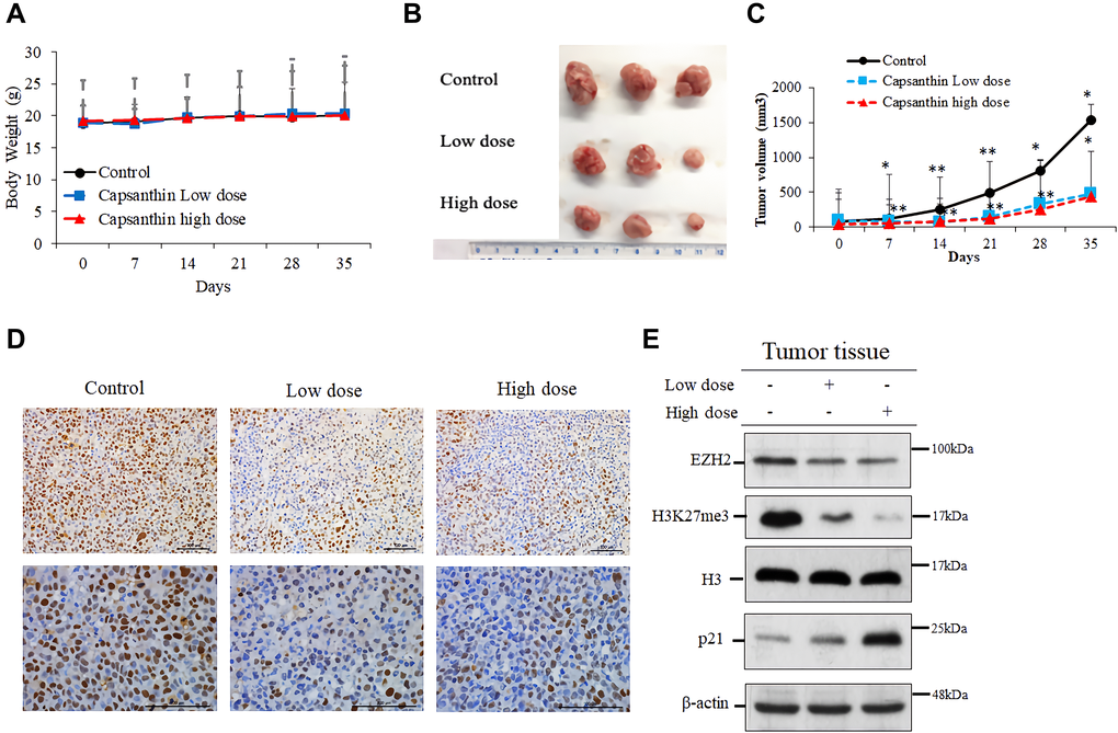 Capsanthin inhibits the growth of MDA-MB-231 cell–derived tumors in mice. (A) The tumor width (W) and length (L) were measured each week with calipers, and the tumor volume was calculated as L × W2 × 0.52. We injected capsanthin  into mice two times a week for 2 weeks, after which they were sacrificed. (B–C) Breast-cancer tumor growth was significantly inhibited in the groups treated with a low dose or high dose of capsanthin (n = 3). *P **P D) Capsanthin inhibited the cellular level of EZH2 in both the low- and high-dose groups of TNBC tissues as assessed with immunohistochemistry (with anti-EZH2, brown color). (E) Capsanthin decreased the cellular levels of both EZH2 and H3K27me3 in tumor, whereas that of the p21 was increased.