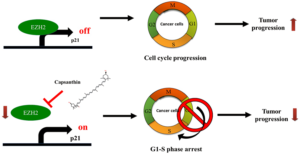 Schematic illustration depicting the roles of capsanthin in suppressing tumor progression of TNBC.