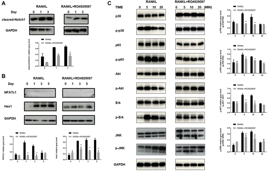 RO4929097 suppresses osteoclastogenesis via Notch inhibition and the regulation of AKT phosphorylation. (A) RO4929097 treatment suppressed the expression of cleaved Notch1. (B) RO4929097 treatment suppressed the protein expression of Hes1 and NFATc1. (C) RO4929097 treatment suppressed the expression of AKT phosphorylation. The data were presented as the mean ± SD (*p **p ***p 