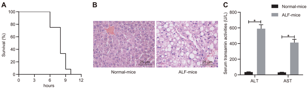 D-GalN/LPS induced ALF in the mouse model. (A) Survival curve of mice receiving i.p. injection of D-GalN and LPS within 12 h. (B) Histological analysis of liver tissues with H&E staining. (C) Biochemical analysis to detect the activity of ALT and ALF in serum samples collected from ALF mice and control mice. Data were summarized as mean ± S.D. from at least 3 independent biological replicates. * indicates p t-test. n = 12 mice for each group.