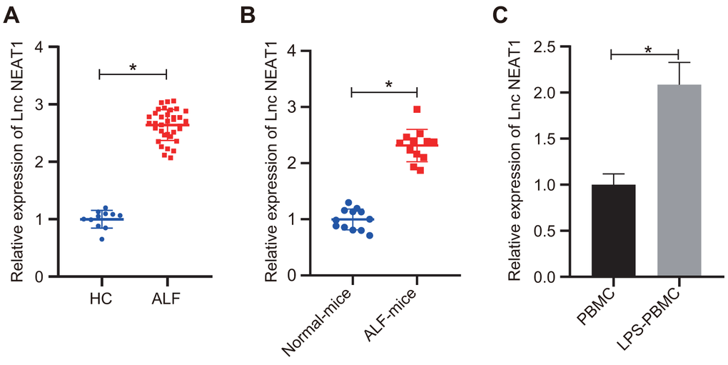 LncRNA NEAT1 was upregulated in ALF. (A) RT-qPCR was used to analyze the lncRNA NEAT1 levels in human serum samples. Healthy control (HC): n = 11. ALF: n = 35. (B) The expression levels of lncRNA NEAT1 was determined by RT-qPCR in liver tissues from control mice and D-GalN/LPS-induced ALF mice. (C) Results of RT-qPCR for determining the lncRNA NEAT1 level in human PBMCs with or without 10 ng/mL LPS treatment. The expression level of lncRNA NEAT1 was normalized to the control groups. Data were summarized as mean ± S.D. from at least 3 independent biological replicates and * indicates p t-test.