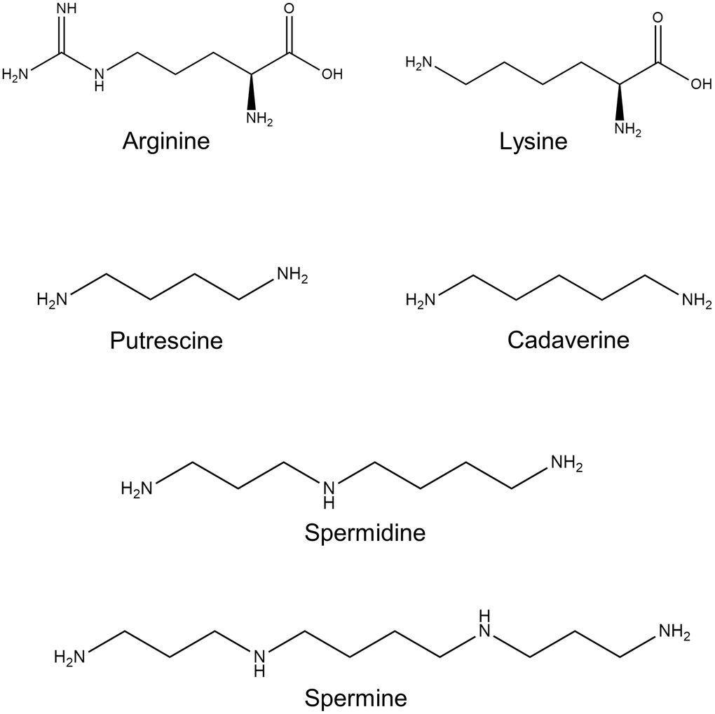 Polyamine chemical structure. Shown are the chemical structures of the polyamine precursors amino acids L-arginine and L-lysine; and polyamines: putrescine, spermidine, spermine, and cadaverine.