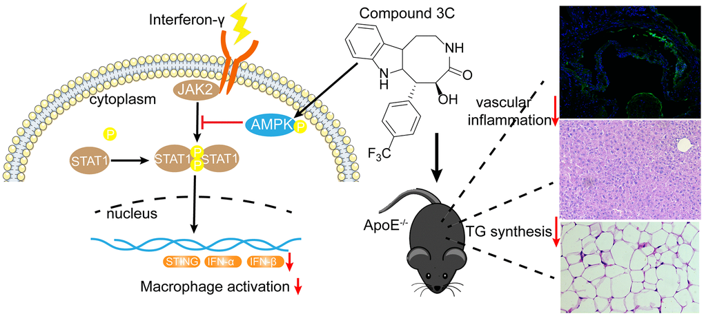 A mechanistic schematic diagram showing Compound 3C alleviates atherosclerosis by multiple mechanisms. Compound 3C improves lipid profile in high-fat diet-fed ApoE-/- mice. Compound 3C is a potent activator of AMPK and inhibit JAK2/STAT1/STING signaling.