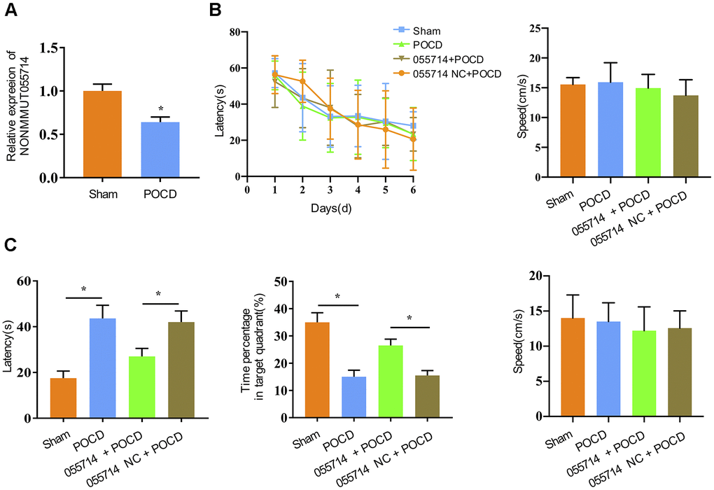 Overexpression of lncRNA NONMMUT055714 significantly preserves cognitive performance after surgery. (A) The relative mRNA levels of NONMMUT055714 in sham and POCD mice. (B) Results of Morris water maze training trials in each group of aged mice. (C) Comparison of probe trial performance between groups. N = 8 per group. Data represented as mean ± SD; * indicates p 