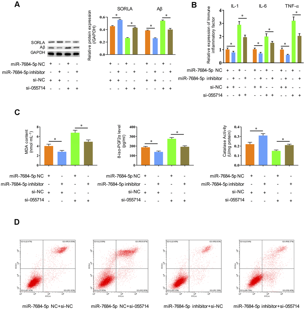Silencing miR-7684-5p restores the effects of silencing NONMMUT055714 in primary hippocampal neurons in vitro. (A) The protein expression of SORLA, Aβ and P-Tau by western blot. (B) The expression of IL-1, IL-6, and TNF-α, as determined by ELISA assay. (C) Silencing miR-7684-5p reverses the effect of si-NONMMUT055714 on markers of oxidative stress. (D) Percentage of hippocampal neuron apoptosis by flow cytometry. N = 3 from three independent experiment. Data represented as mean ± SD; * indicates p 