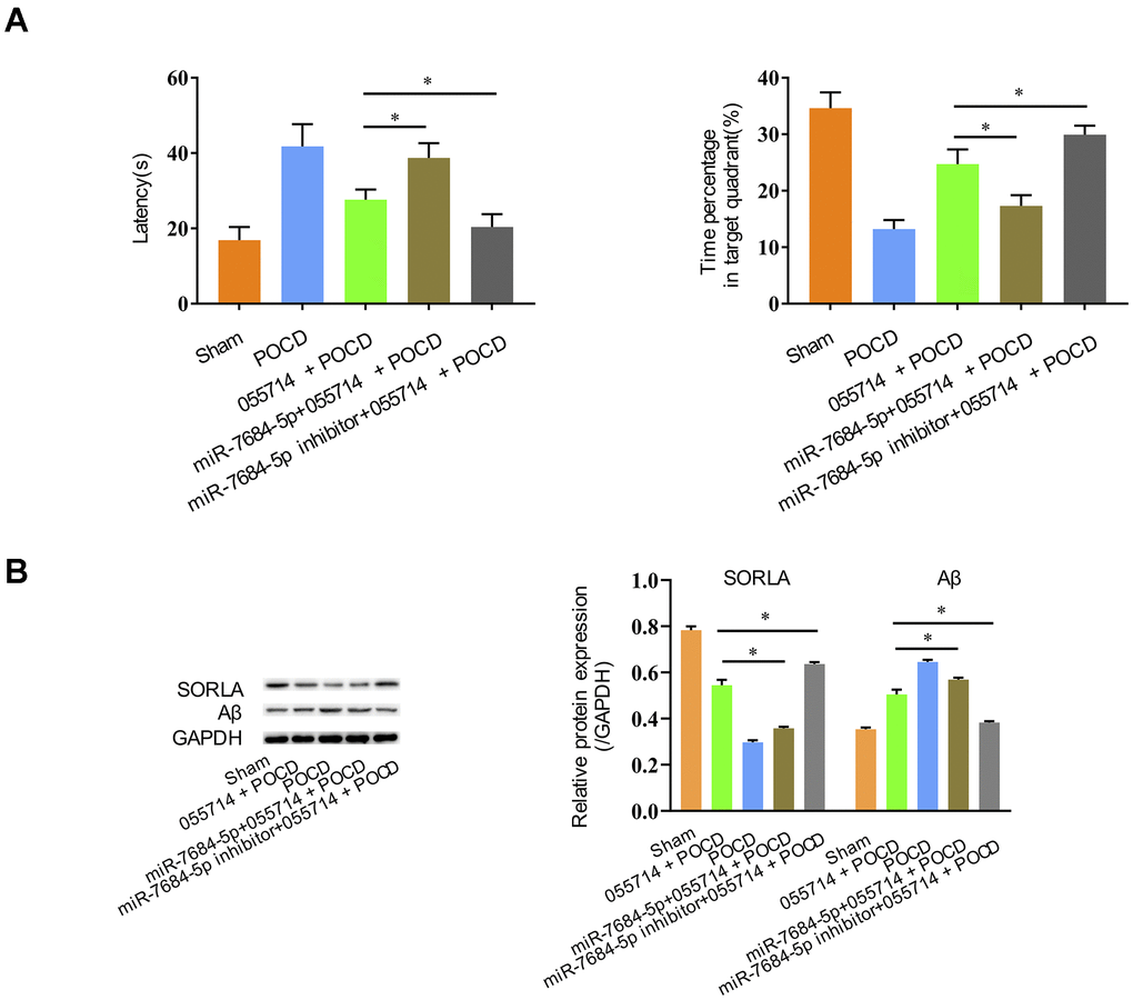 Silencing miR-7684-5p uncovers the effect of NONMMUT055714 on postoperative cognitive function in aged mice. (A) Latency time and percentage time spent in target quadrant in the probe trial. (B) Differential expression of SORLA and Aβ by Western Blot. N = 8 per group. Data represented as mean ± SD; * indicates p 