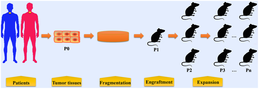 Patient-derived xenograft: a developing tool for screening 