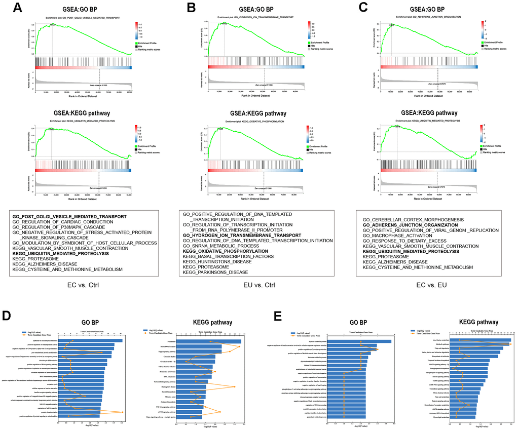 Functional enrichment analysis of DEMs. (A–C) The top 5 C5 GO biological processes and top 5 C2 KEGG pathways enriched in the DEMs between the EC and Ctrl groups (A), the EU and Ctrl groups (B) and the EC and EU groups (C) in the GSEA. The six most common functional gene sets in endometriosis are shown. (D, E) GO and KEGG pathway analyses of the overlapping upregulated DEMs (D) and downregulated DEMs (E) among the three comparison sets. GO: Gene ontology. BP: Biological process. KEGG: Kyoto Encyclopedia of Genes and Genomes.