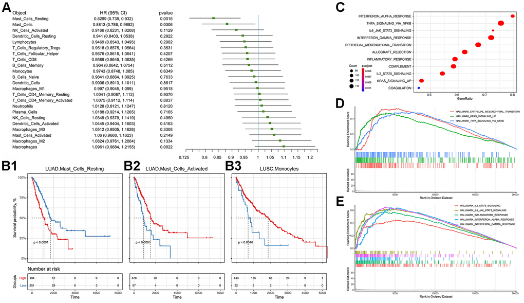 Prognostic efficacy of immune cell infiltration in TCGA-NSCLC and the functional differences involved in cluster 2. (A) Prognostic efficacy of immune cell infiltration in TCGA-NSCLC: Forest plot of the prognostic efficacy of immune cells. Single factor cox regression was used to evaluate the significance of the correlation between cell infiltration ratio and Overall Survival (OS). (B) Prognostic efficacy of immune cell infiltration in TCGA-NSCLC: In the corresponding metabolic subtypes, the Kaplan-Meier curve of the two groups of patients with high and low cell infiltration (Low). The log-rank test was used for calculating the difference in OS between the high and low groups. The division threshold was based on the maximum selection method. (C) Functional differences involved in cluster 2: Identifying the functional differences based on the GSEA method. The MSigDB cancer hallmark gene set was used. (D) Functional differences involved in cluster 2: Visualization of important cancer-related pathways. (E) Functional differences involved in cluster 2: Visualization of important immune-related pathways.