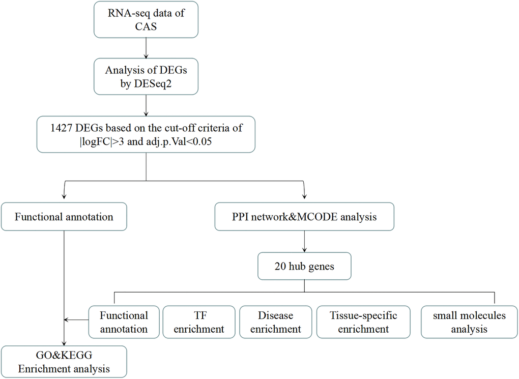 The analysis flow chart of the study. CAS: Carotid atherosclerosis. DEGs: differentially expressed genes. DEseq2: R package for transcriptional sequencing. FC: Fold change. |logFC|>3: The logarithm of the ratio of mRNA expression in CAS patients to that of healthy people is more than 3 times. Adj.p.Val: corrected p-value. PPI: protein-protein interaction. TF enrichment: transcription factor enrichment.