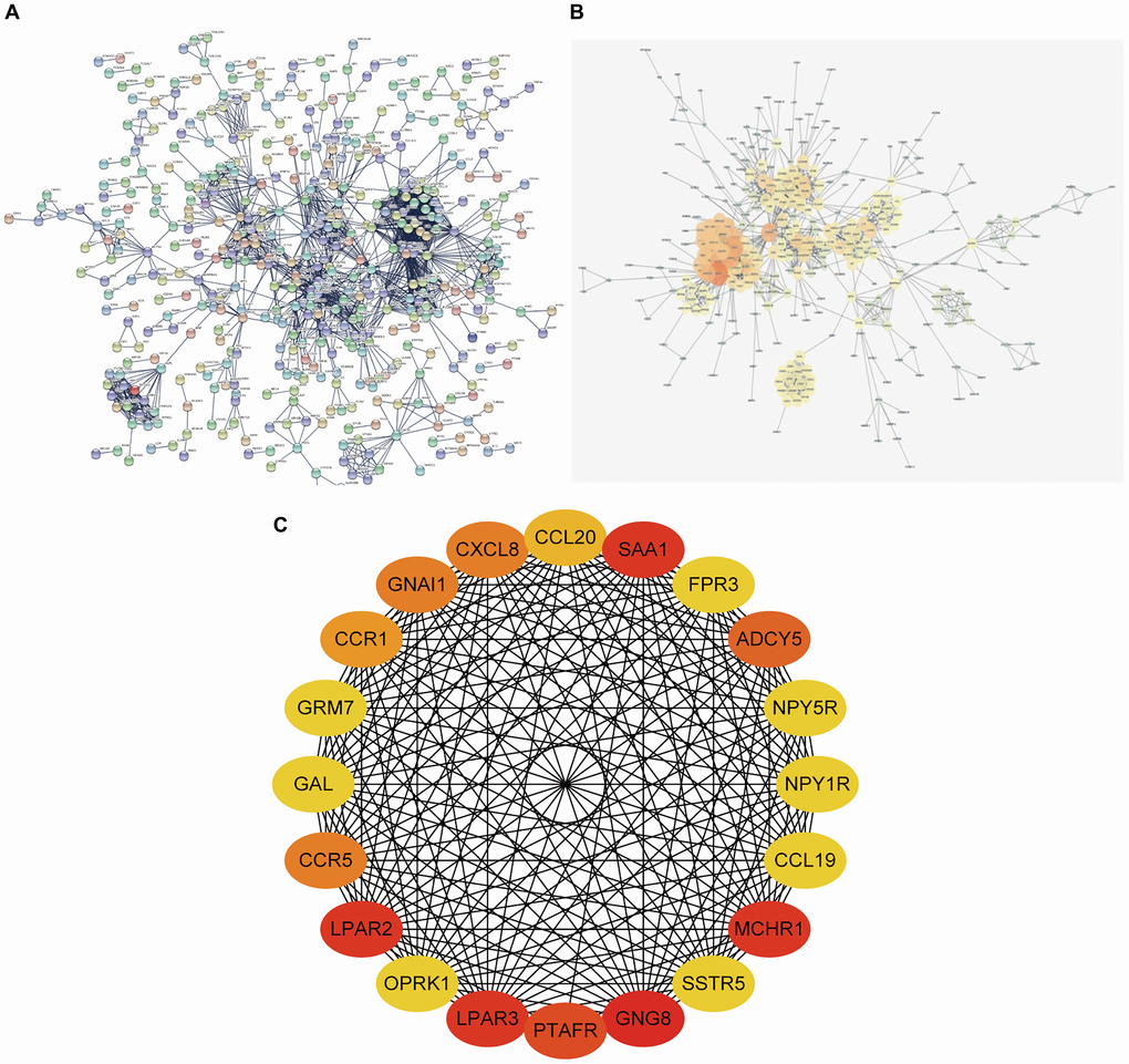 PPI network constructing and hub gene screening of DEGs. (A) PPI network constructed using STRING Online Database contained 1055 nodes and 1883 edges. (B) PPI network was optimized through Cytoscape software. (C) 20 hub genes identified through degree method in cytoHubba. PPI network: protein-protein interaction network.