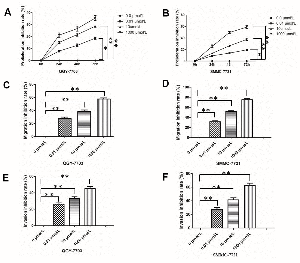 Effect of morphine on HCC cell proliferation, invasion and migration. The HCC cell lines QGY-7703 and SMMC-7721 were treated with morphine (0, 0.01,10, or 1000 μm/L) for 72 h. (A, B) Cell proliferation was assessed by MTT assay. (C, D) Migration of cells was assessed in a transwell assay. (E, F) Invasion by cells was assessed in a transwell assay. *P 