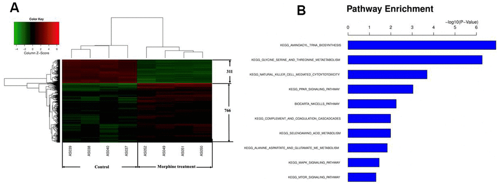 Genes differentially expressed in HCC cells in vitro after morphine treatment. QGY-7703cells were treated with morphine(10μM) for 48 h. (A) Identification of differential gene expression. (B) Enrichment of Kyoto Encyclopedia of Genes and Genomes pathways in differentially expressed genes.