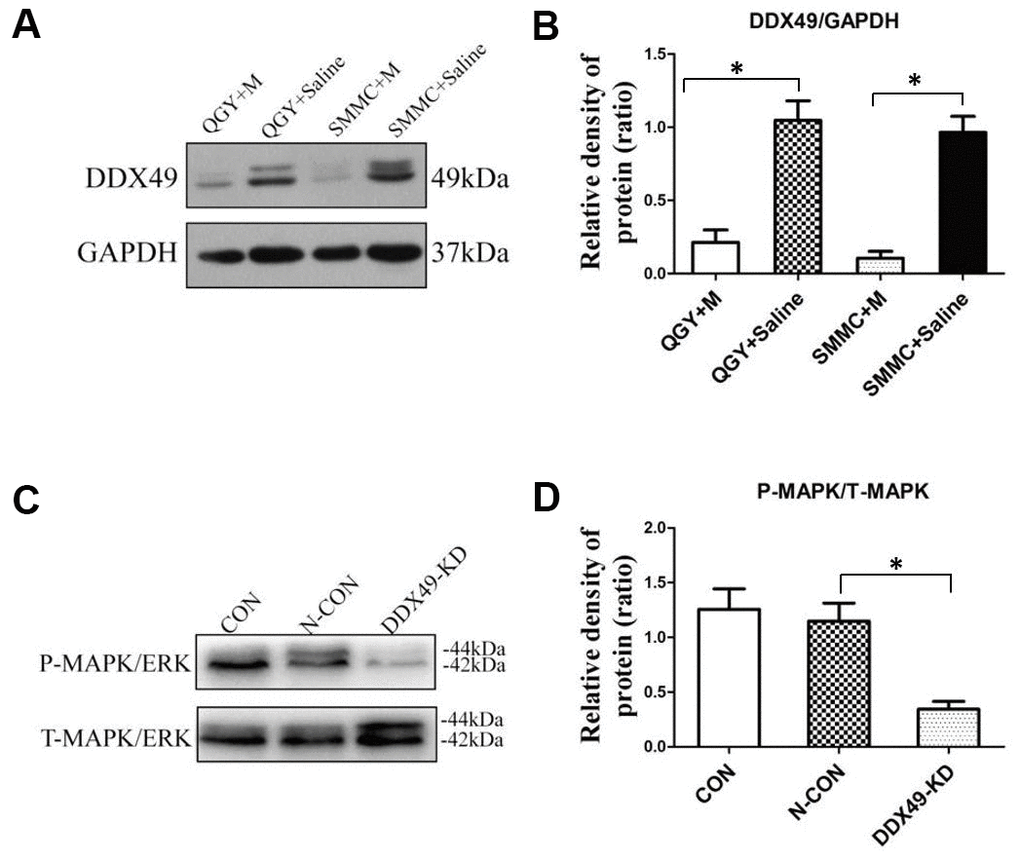 DDX49 expression after morphine treatment and its impact on MAPK signaling. QGY-7703 and SMMC-7721 cells were treated with morphine (10μM) or saline for 48 h. (A, B) Effect of morphine (10μM) on levels of DDX49 in QGY-7703 and SMMC-7721 cells. (C, D) Effect of DDX49 expression on levels of phosphorylated MAPK (P-MAPK) and levels of total MAPK (T-MAPK). *P 