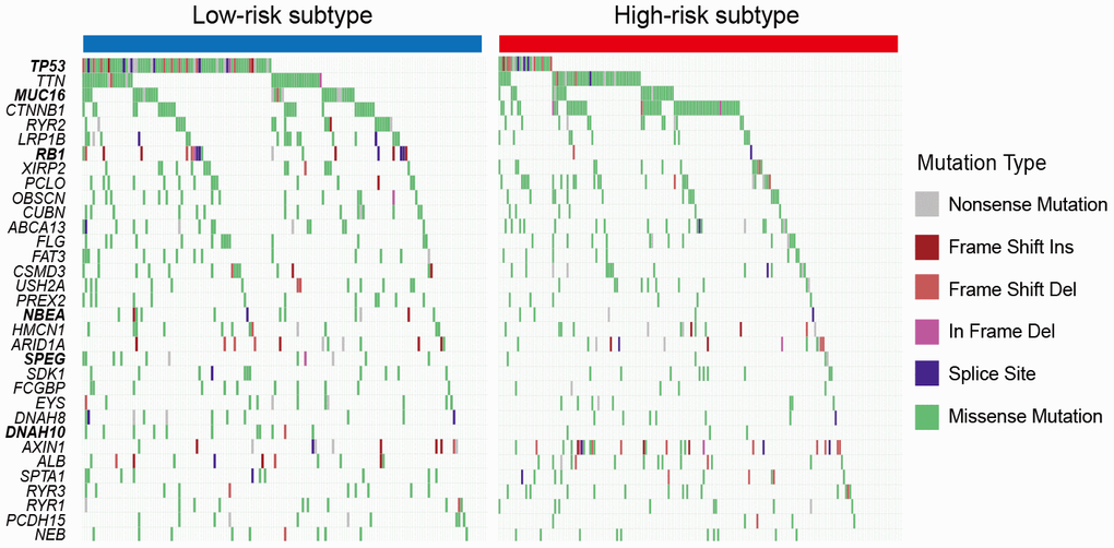 Mutation rates of SMGs stratified with the 2 HCC subclasses. Genes with bold and italic font were observed to be significantly differentially mutated in the 2 HCC subtypes. * P P P 