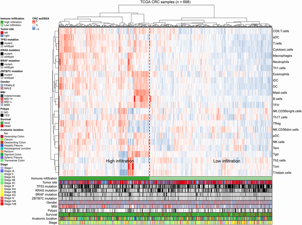 Immune panorama of colorectal cancer. Using single-sample gene set enrichment analysis scores from 24 immune cell types, 698 patients from The Cancer Genome Atlas cohort were clustered. The following icon shows the tumor site, the mutation statuses of BRAF, TP53, KRAS and ZBTB7C, metastasis, sex, MSI, polyps, survival rate, anatomical location and stage. Two different immune infiltration clusters are defined: high infiltration and low infiltration.