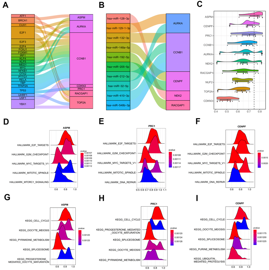 Upstream regulations of the ten hub genes and GO semantic similarities analysis. (A) The transcription factor-hub gene network predicted by miRNet. (B) 10 function MTIs predicted through miRTarBase 8.0. (C) Raincloud plot showing the ranking list of function semantic similarities for the 10 hub genes using the ICGC-LIRI-JP dataset. ASPM, CENPF, and PRC1 were the top three hub genes with the highest scores. (D–F) GSEA results of ASPM, CENPF, and PRC1 based on the hallmark gene set. (G–I) GSEA results of ASPM, CENPF, and PRC1 based on the KEGG database. GO, gene ontology. MTIs, miRNA-target interactions. KEGG, Kyoto Encyclopedia of Genes and Genomes.