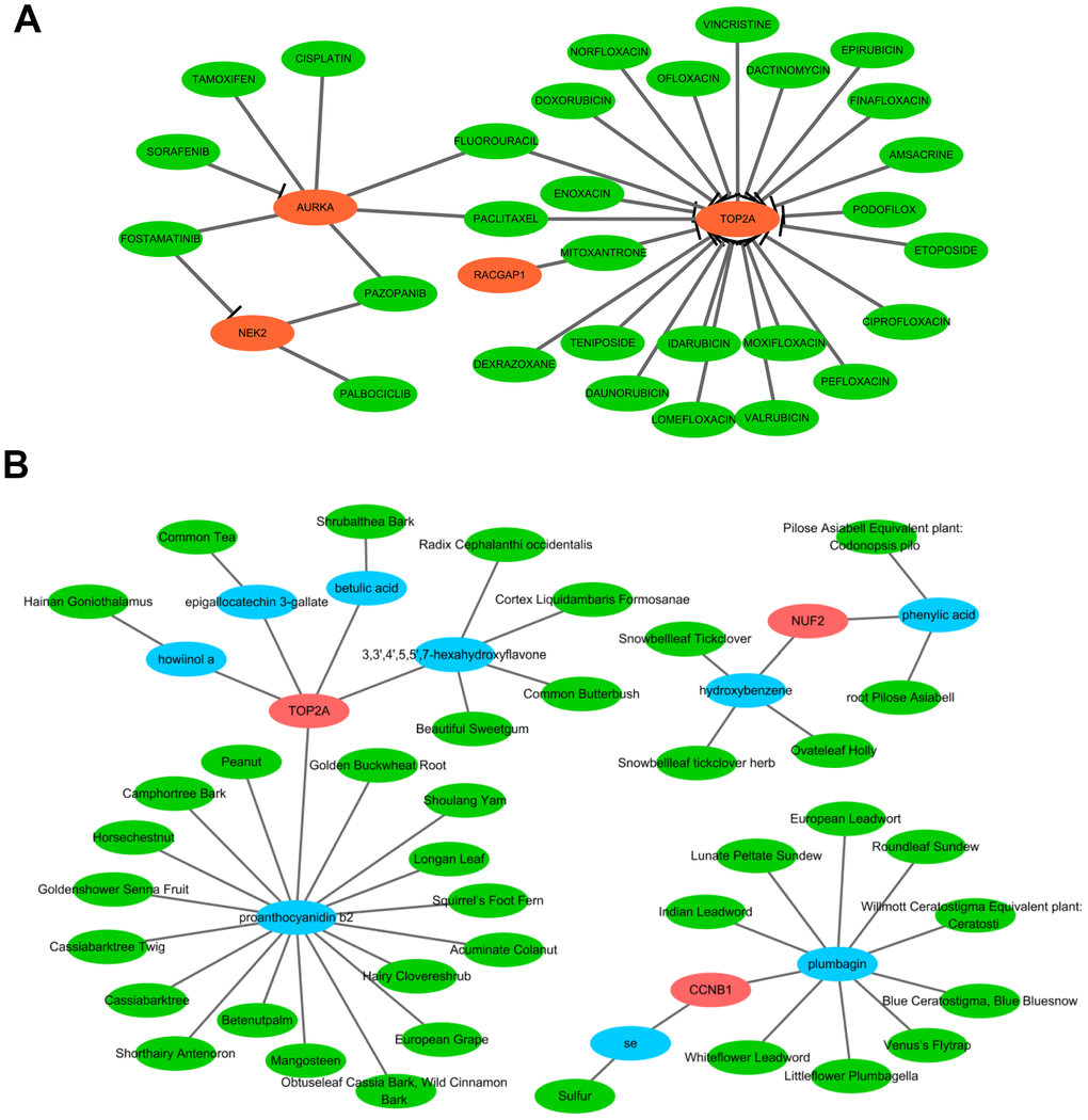 Network pharmacological analysis to identify candidate drugs and effective compounds for therapeutic targets of HCV-HCC. (A) Drug-hub gene network identified from the DGIdb. Green nodes indicate the predictive miRNAs and red nodes indicate the targeted hub genes. (B) Herb-compounds-hub gene network predicted by TCM-MESH and TCM-ID. red nodes indicate hub genes, blue nodes indicate the active compounds and green nodes indicate the putative herbs containing these compounds.