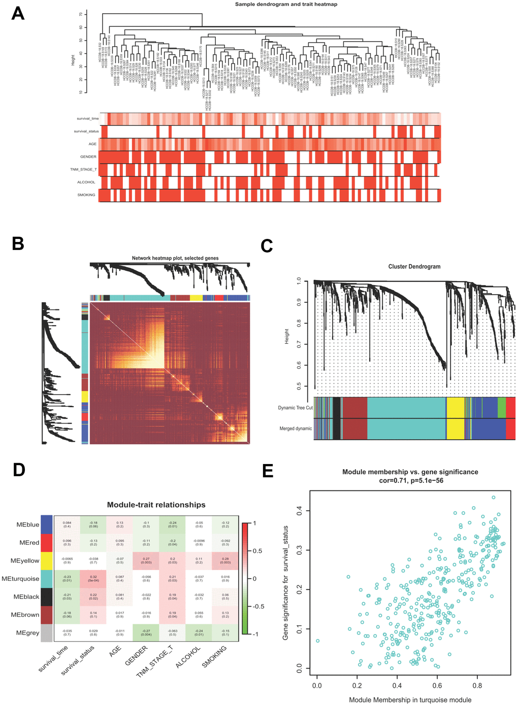 Building a WGCNA network to identify the most significant module correlated with survival status. (A) Sample clustering tree with clinical traits. (B) Heatmap showing the eigengene networks according to the topological overlap matrix (TOM) based dissimilarity. (C) Gene clustering dendrogram, with each color corresponding to an individual gene module. (D) Pearson correlation analysis between module eigengenes and clinical traits. (E) scatter plot showing the gene significance (GS) vs module membership (MM) for the turquoise module. WGCNA, Weight Gene Co-expression Network Analysis.