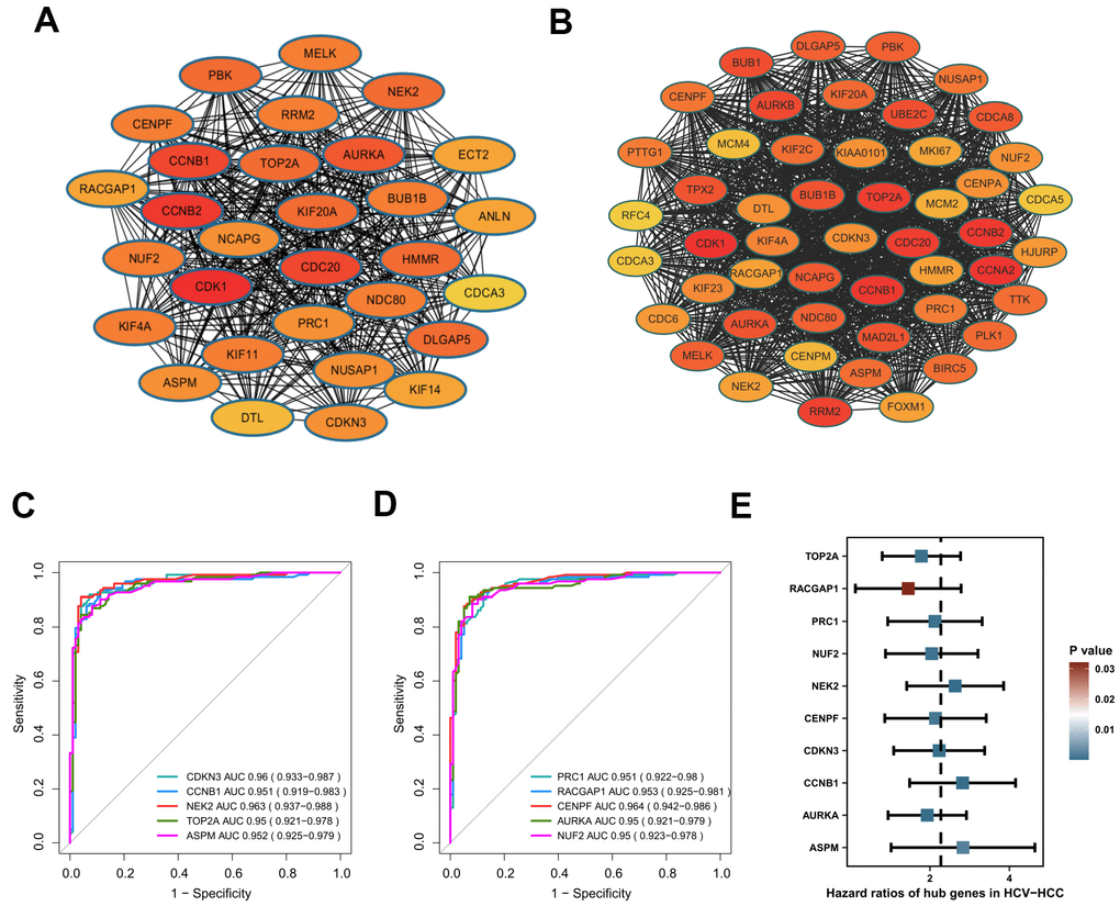 Identification of hub genes in HCV-HCC. (A) The most significant cluster identified from the DEGs-PPI network. (B) The WGCNA-PPI network constructed by the turquoise module. (C, D) ROC curves showing the AUROC scores and AUC (95%CI) of the 10 hub genes for discriminating tumor from normal samples based on the ICGC-LIRI-JP dataset. Colored lines indicate the ROC curve for each hub gene, and the grey line indicates the reference line. (E) Forest plot presenting the results of the univariate Cox regression analysis for the 10 hub genes. HCV-HCC, HCV- associated HCC. DEGs, differentially expressed genes. PPI, protein-protein interaction. WGCNA, Weight Gene Co-expression Network Analysis. ROC, receiver operating characteristic. 95%CI, 95% confidence interval.