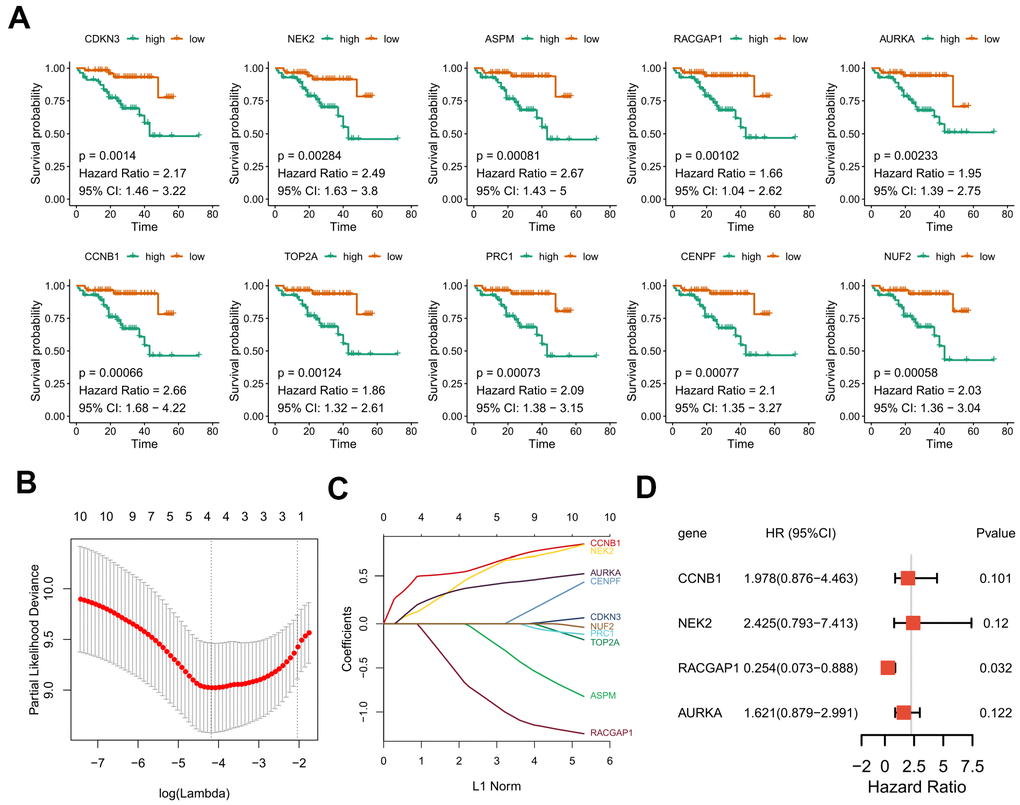 Kaplan–Meier curves for overall survival of the 10 selected hub genes and construction of a prognostic signature using LASSO Cox regression. (A) OS Kaplan–Meier curves of the 10 hub genes based on ICGC-LIRI-JP. (B) 10-fold cross-validation to select the optimal tuning parameter. The λ value of 0.015 was chosen with the lambda.min method. (C) LASSO coefficient profiles of the 10 hub genes. (D) Forest plot presenting the hazard ratio and 95% CI by multivariate Cox regression analysis for the four selected hub genes. OS, overall survival. LASSO, Least absolute shrinkage and selection operator. 95% CI, 95% confidence interval.