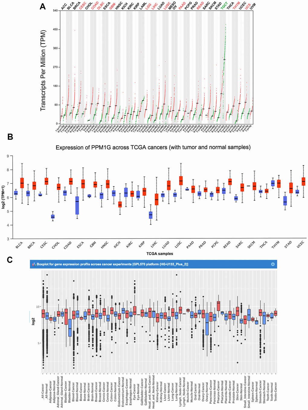 PPM1G mRNA expression in various types of cancer. (A) The expression of PPM1G in 33 types of human cancer (GEPIA). The gene expression profiles across all tumor samples and paired normal tissues are shown in a dot plot, and each dot represents the expression profile in one sample. (B) PPM1G expression in 24 types of cancers (UALCAN). The box plot shows the gene expression levels in different cancers and normal tissues as the interquartile range (IQR), including the minimum, 25th percentile, median, 75th percentile and maximum values. Red boxes represent tumor tissues, and green boxes represent normal tissues. (C) Data concerning PPM1G mRNA expression in various types of cancer (GENT). The boxes represent the median and the 25th and 75th percentiles. The dots represent outliers. The red boxes represent tumor tissues, and the green boxes represent normal tissues.