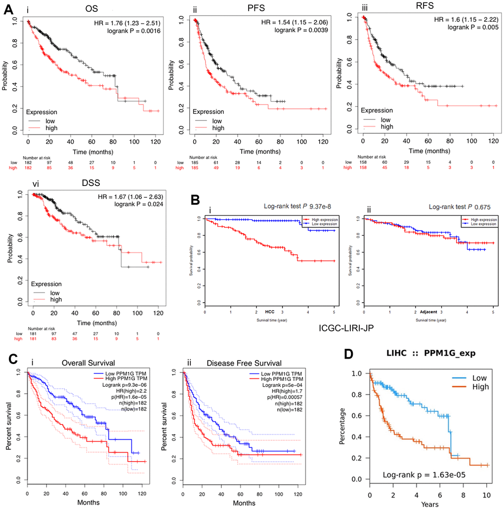 PPM1G is associated with survival. Survival curves representing the survival of patients with LIHC with high (red) and low (black) PPM1G expression. (A) Overall survival (OS), progression-free survival (PFS), recurrence-free survival (RFS), and disease-specific survival (DSS) (kmplot). (B) OS in the ICGC-LIRI-JP cohort (i) and adjacent cohort (ii) (HCCDB database). (C) OS and disease-free survival (DFS) in LIHC patients (GEPIA). (D) OS in LIHC patients (TISIDB).