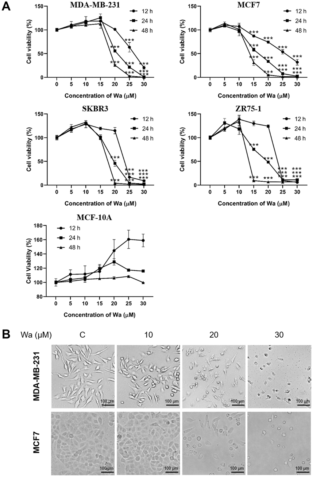Warangalone decreases the viability of breast cancer cells. (A) MDA-MB-231, MCF7, SKBR3, ZR75-1 and MCF-10A cells were treated with warangalone of different concentrations for 12, 24, and 48 h. Cell viability was detected by MTT assay. One-way ANOVA was used to compare between the control and warangalone treatment groups (n ≥ 3). *P P P B) MDA-MB-231/MCF7 cells were treated with 0, 10, 20 and 30 μM warangalone for 24 h. Cell morphology was observed by microscopy.